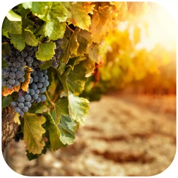 Świeca Sojowa o zapachu Piemont Vineyard