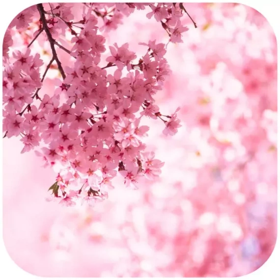 Świeca Sojowa o zapachu Blossom Burst