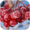 Świeca Sojowa o zapachu Winter Cranberry